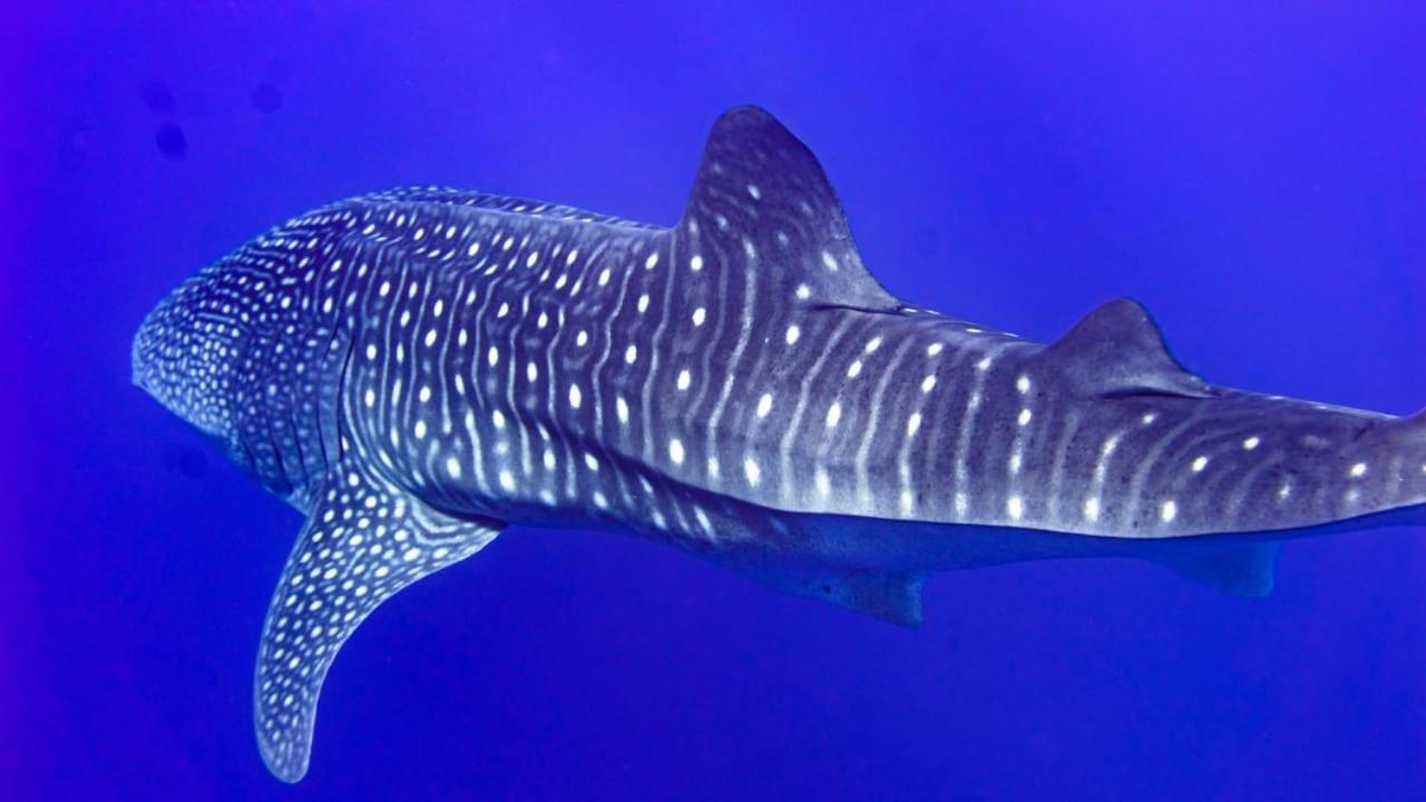 Tiger Shark Residence & Dive Fuvahmulah Bagian luar foto