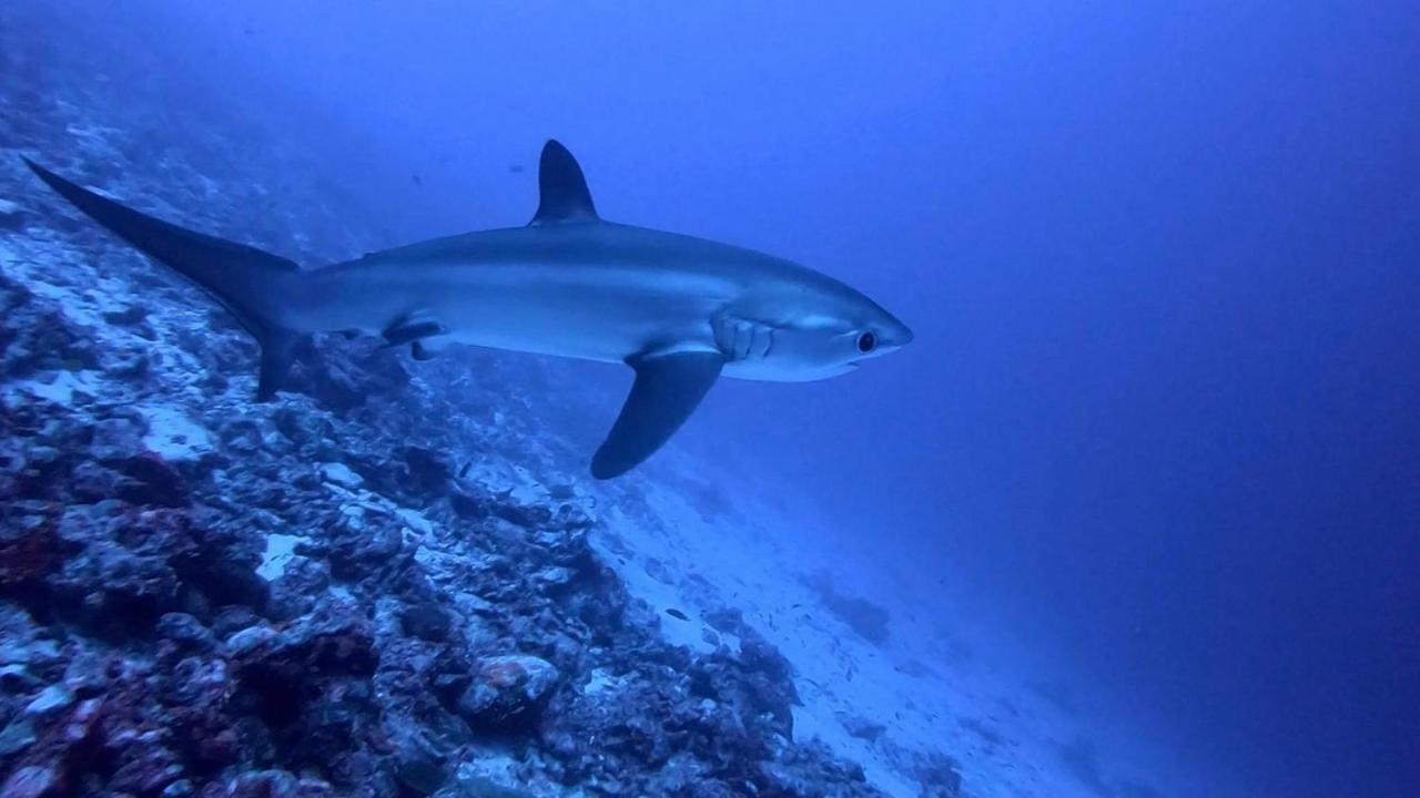 Tiger Shark Residence & Dive Fuvahmulah Bagian luar foto