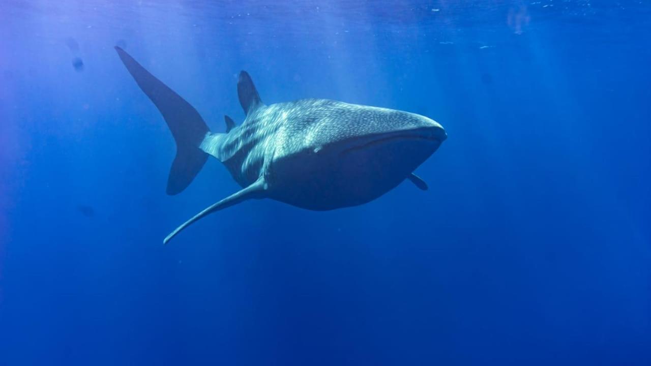 Tiger Shark Residence & Dive Fuvahmulah Bagian luar foto