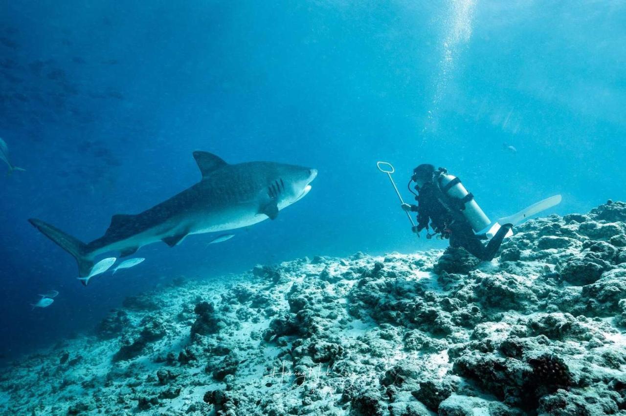 Tiger Shark Residence & Dive Fuvahmulah Bagian luar foto